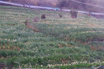 �z�O�����q���� ����