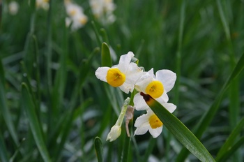 �z�O�����q���� ����