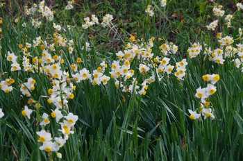 �z�O�����q���� ����