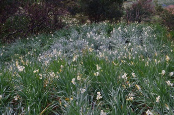 �z�O�����q���� ����