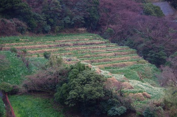 �z�O�����q���� ����