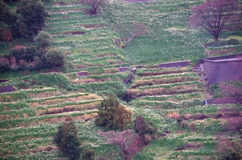 �z�O�����q���� ����