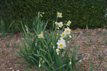 ������ ����