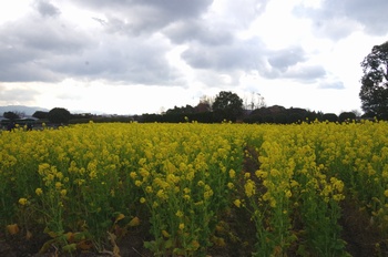 ������ �i�m�n�i