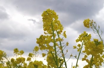 ������ �i�m�n�i