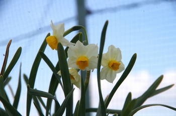 ������ ����