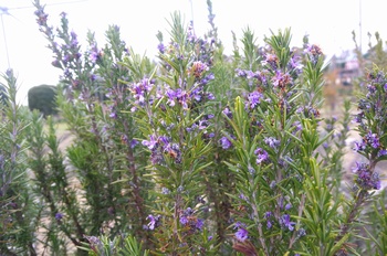 ������ ���[�Y�}���[