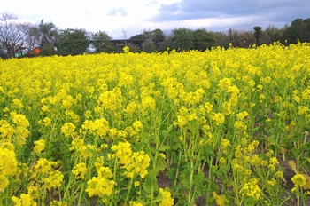 ������ �؂̉�