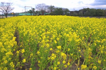 ������ �؂̉�