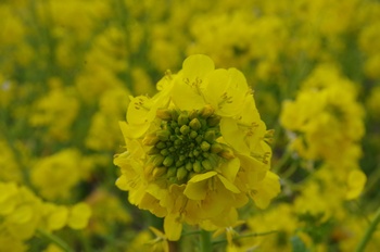 ������ �؂̉�