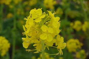 ������ �؂̉�