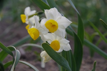 ������ ����