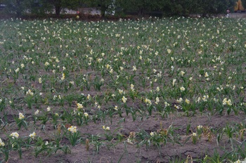 ������ ����