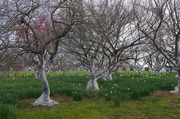 ������ ����