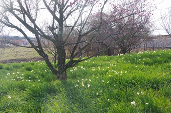 ������ ����