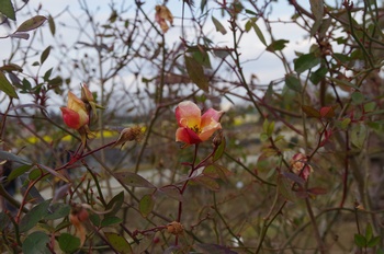 ������ �o��