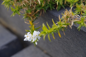 ������ �V�o�U�N��