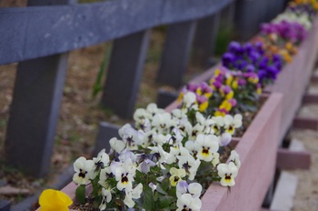 ������ �p���W�[