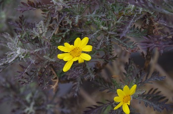 ������ �����I�v�X�f�[�W�[