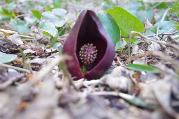 �����s���� ���T��