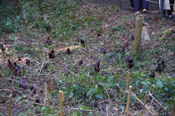 �����s���� ���T��