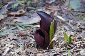 �����s���� ���T��