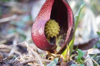 �����s���� ���T��