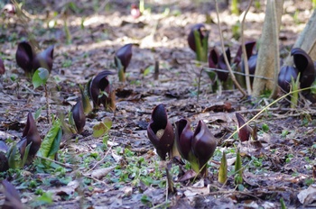 �����s���� ���T��