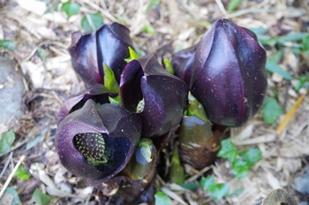 �����s���� ���T��