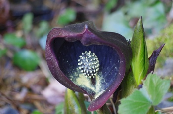 �����s���� ���T��