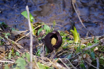 ���� �U�[���\�E