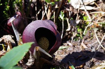 ���� �U�[���\�E