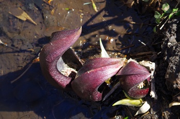 ���� �U�[���\�E