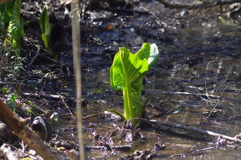 ���� �U�[���\�E