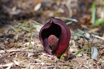 ���� �U�[���\�E