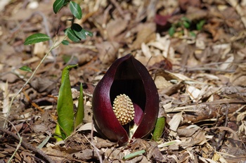 ���� �U�[���\�E