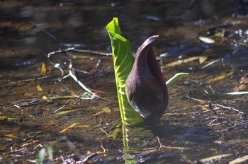 ���� �U�[���\�E