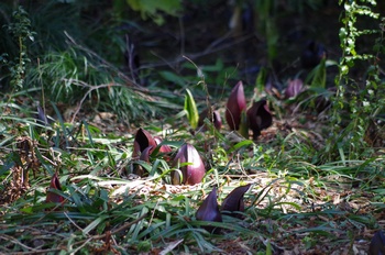 ���� ���T��