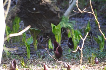 ���� ���T��