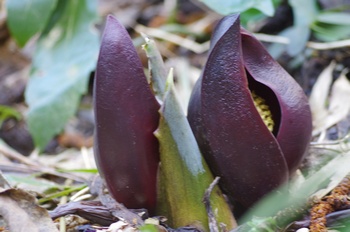 ���� ���T��