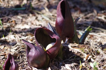 ���� ���T��