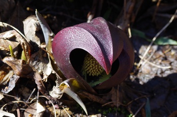 ���� ���T��