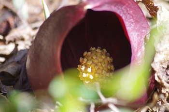 ���� ���T��