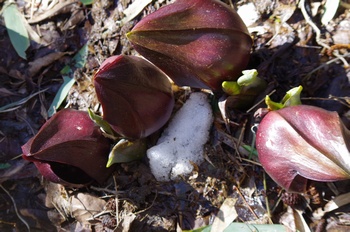 ���� ���T��