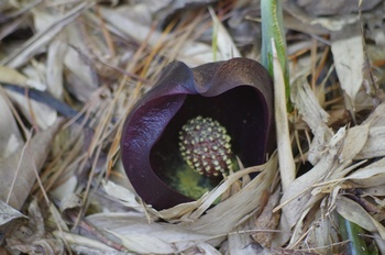 ���� ���T��