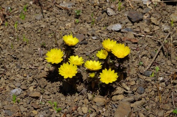 �Č��s��v�� �t�N�W���\�E