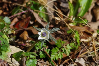 �Č��s��v�� �Z�c�u���\�E