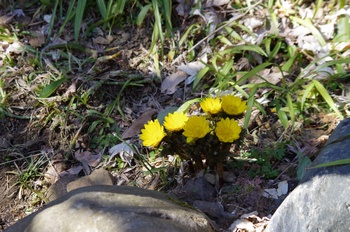 �Č��s��v�� �t�N�W���\�E