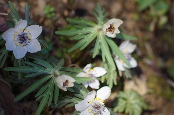 �Č��s��v�� �Z�c�u���\�E