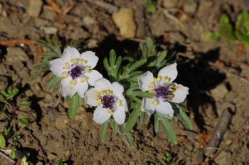 �Č��s��v�� �Z�c�u���\�E